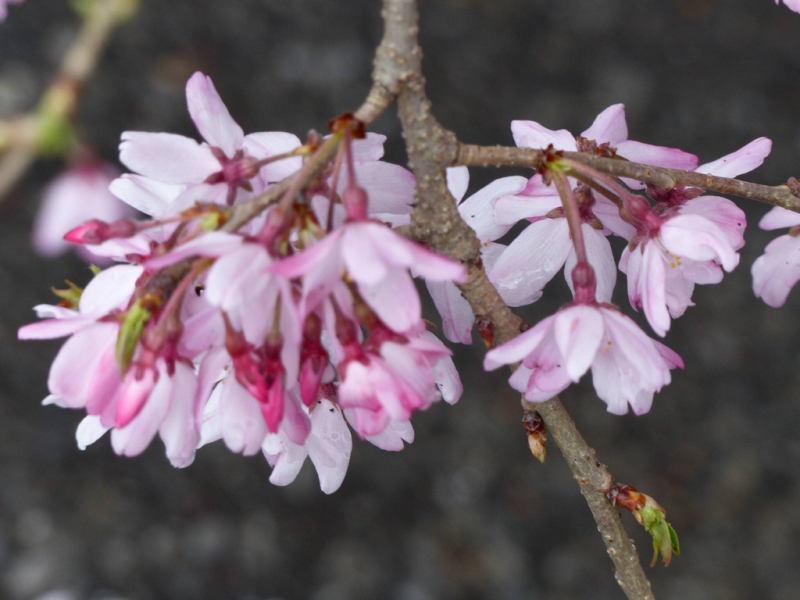 桜だけが春じゃないって言っちゃったけどね_f0296312_19120645.jpg
