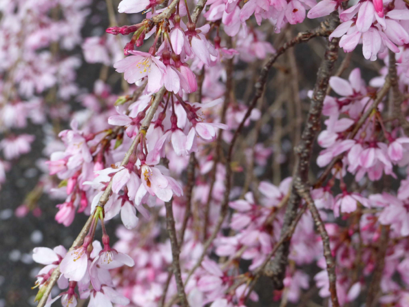 桜だけが春じゃないって言っちゃったけどね_f0296312_19120694.jpg