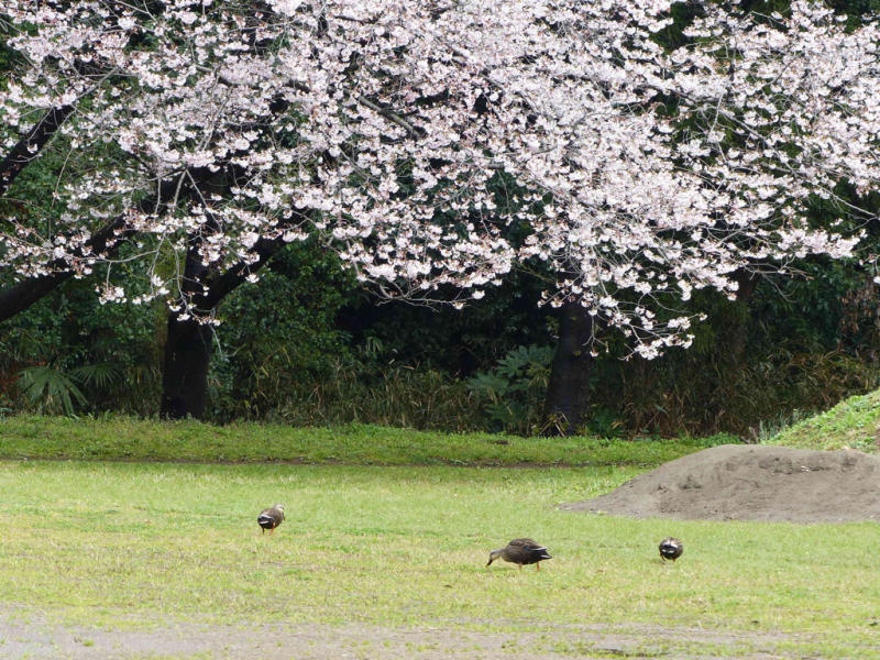 桜だけが春じゃないって言っちゃったけどね_f0296312_19120746.jpg