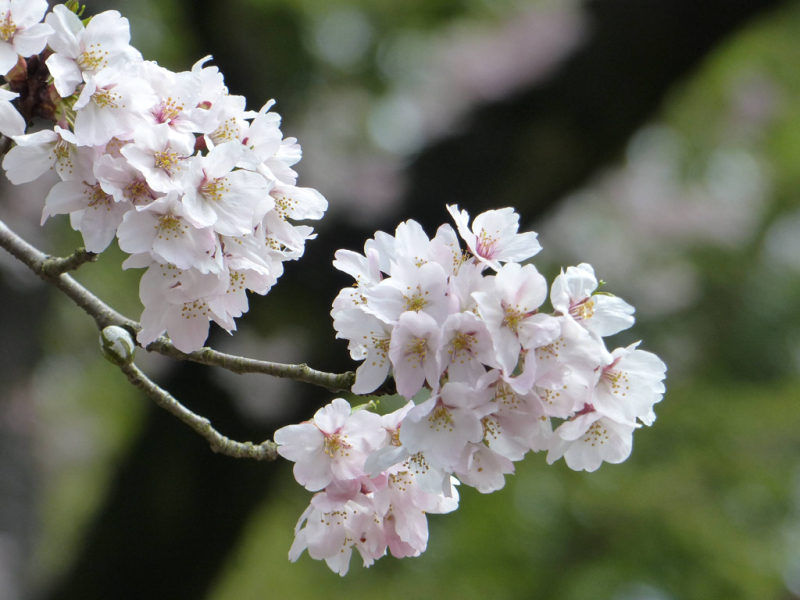 桜だけが春じゃないって言っちゃったけどね_f0296312_19120801.jpg
