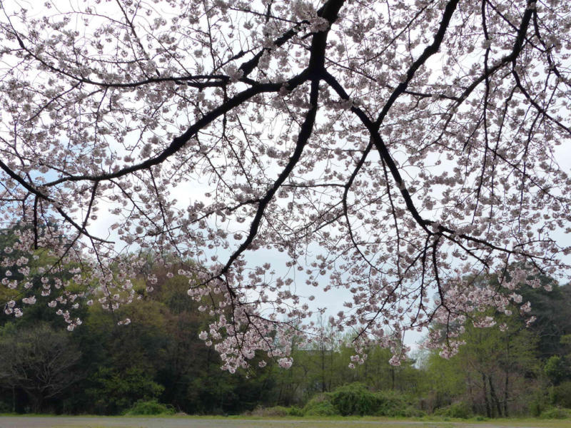 桜だけが春じゃないって言っちゃったけどね_f0296312_19120867.jpg