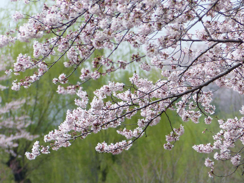 桜だけが春じゃないって言っちゃったけどね_f0296312_19235970.jpg
