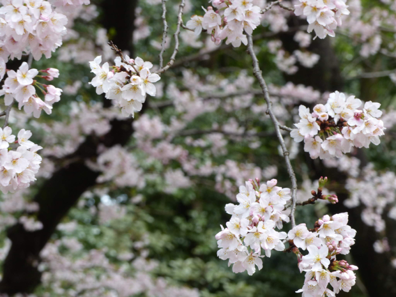桜だけが春じゃないって言っちゃったけどね_f0296312_19235971.jpg