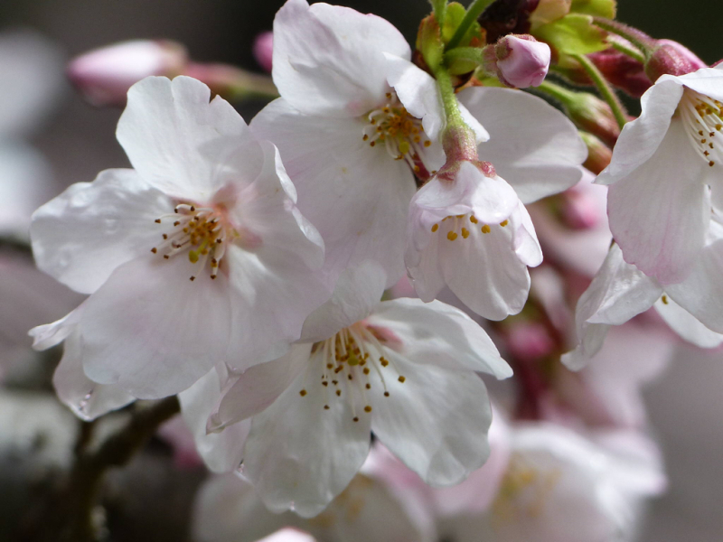 桜だけが春じゃないって言っちゃったけどね_f0296312_19240046.jpg