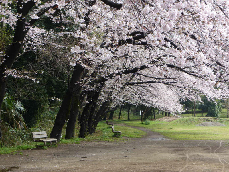桜だけが春じゃないって言っちゃったけどね_f0296312_19240059.jpg