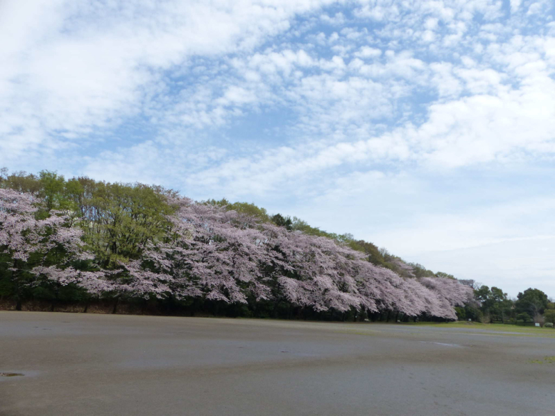 桜だけが春じゃないって言っちゃったけどね_f0296312_19300263.jpg