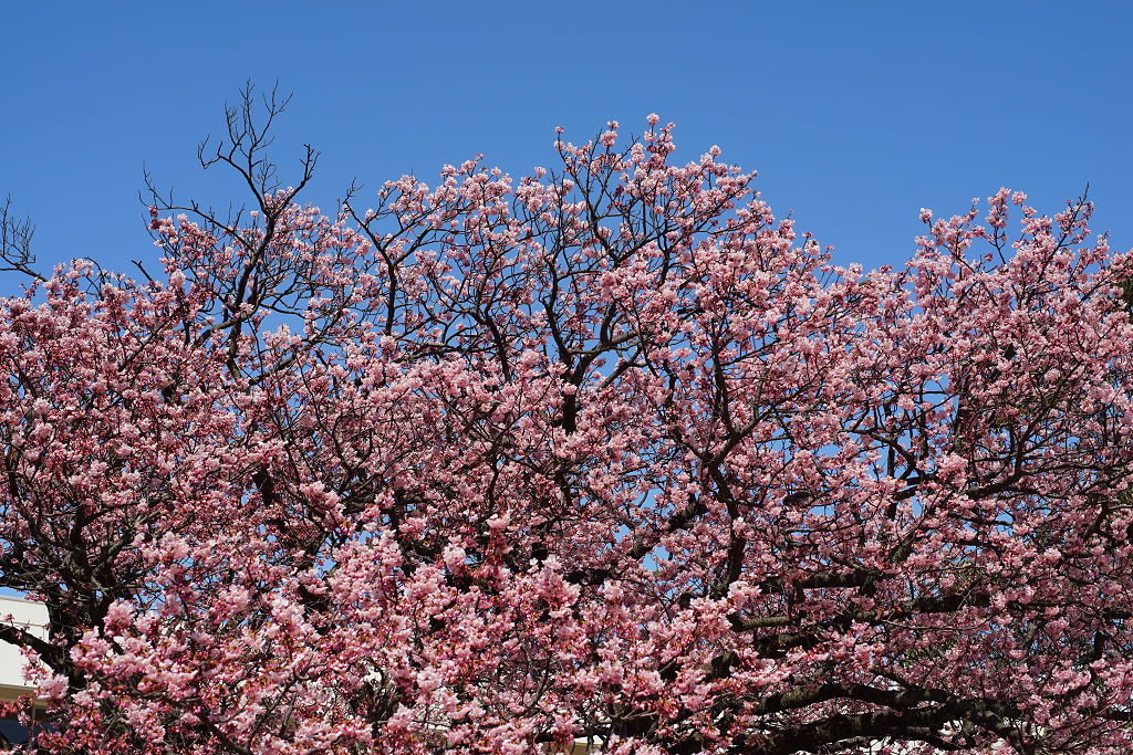 sakura2016_a0208113_07565913.jpg