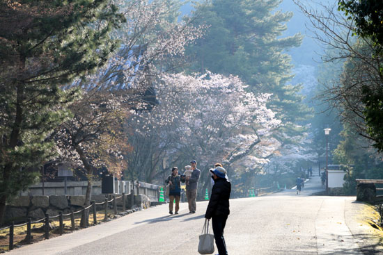 16桜だより30 南禅寺の朝_e0048413_2128733.jpg