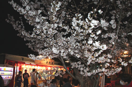 16桜だより31 円山公園の夜桜_e0048413_2210214.jpg