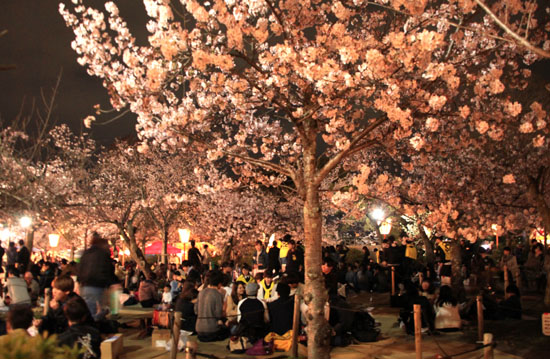 16桜だより31 円山公園の夜桜_e0048413_22103545.jpg