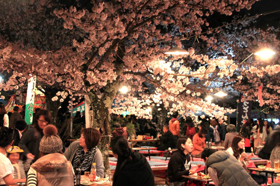16桜だより31 円山公園の夜桜_e0048413_22104846.jpg