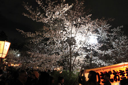 16桜だより31 円山公園の夜桜_e0048413_2210732.jpg