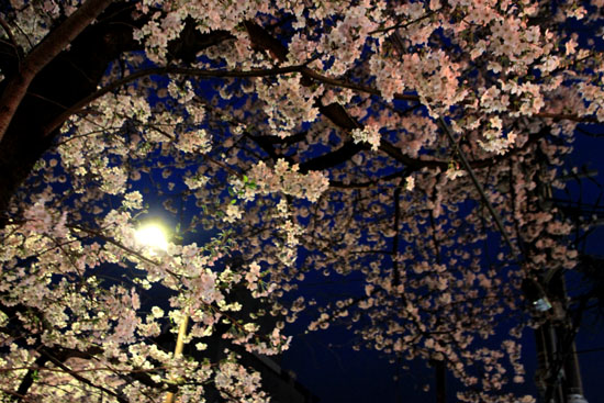 16桜だより31 円山公園の夜桜_e0048413_2211017.jpg