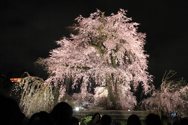 16桜だより31 円山公園の夜桜_e0048413_2294183.jpg