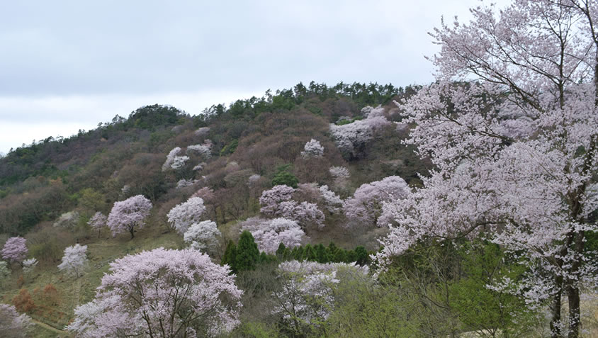 野間の森MIGIWA 桜のサンルーム_d0207515_2102926.jpg