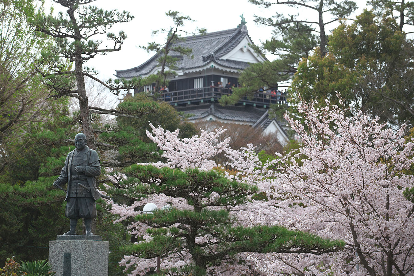 岡崎公園の桜_c0115616_20314834.jpg