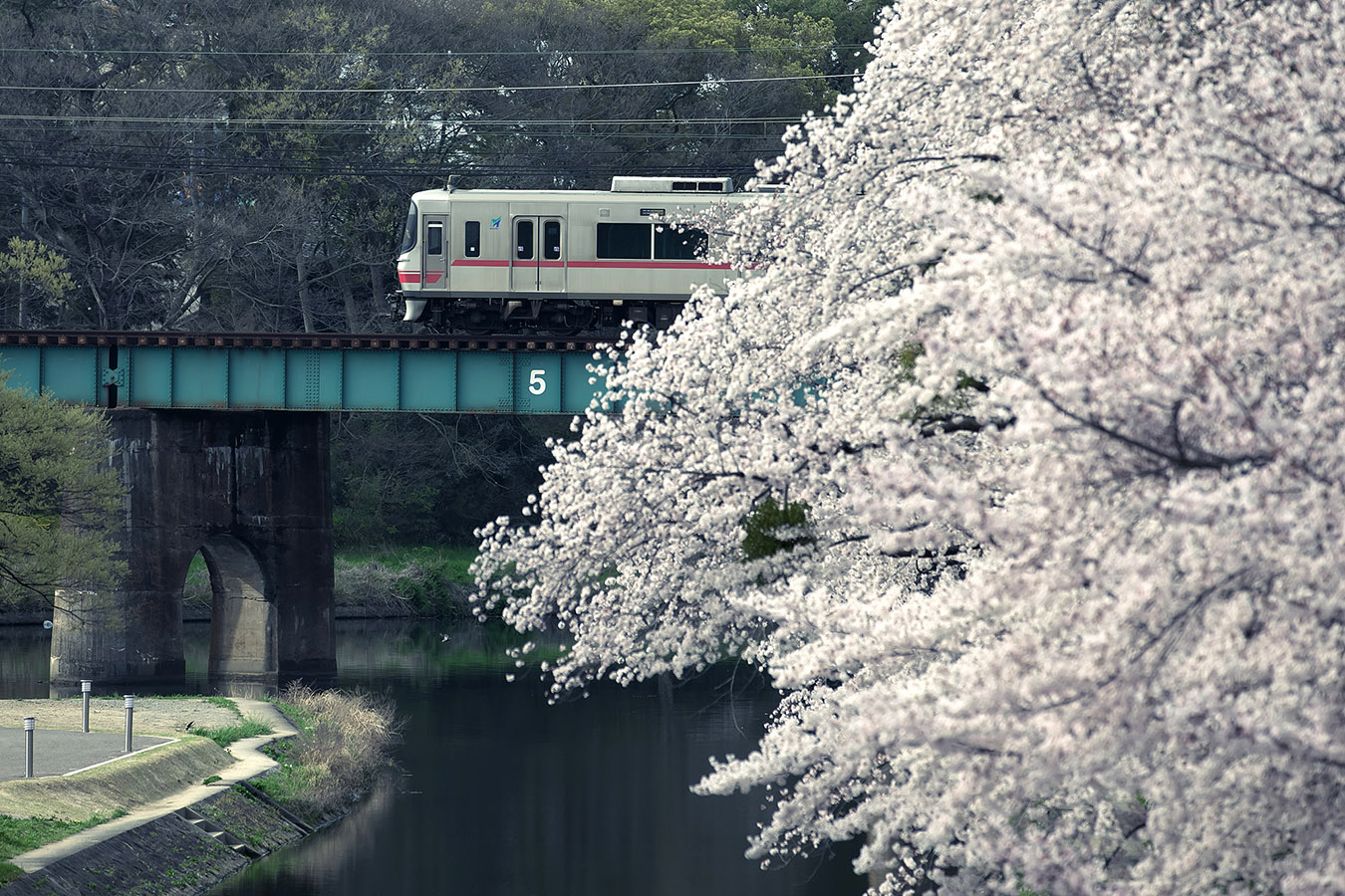 岡崎公園の桜_c0115616_20322640.jpg