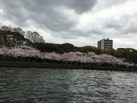 桜三昧_a0098418_09261580.jpg