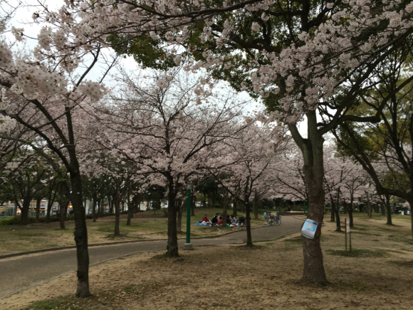 桜三昧_a0098418_09261660.jpg