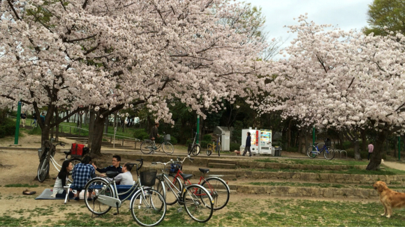 桜三昧_a0098418_09303404.jpg