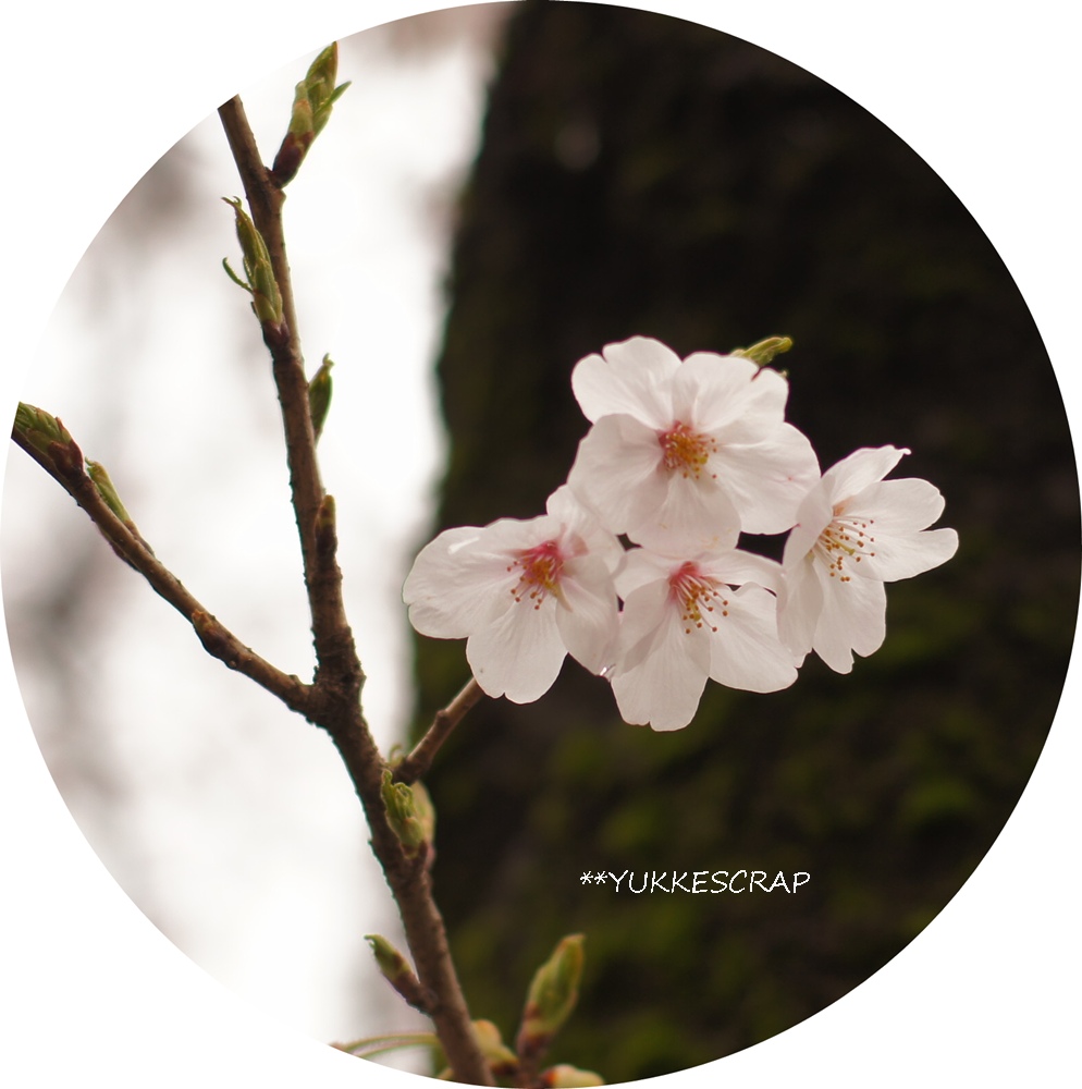 筍ごはんでお花見ランチ_d0348118_17245562.jpg