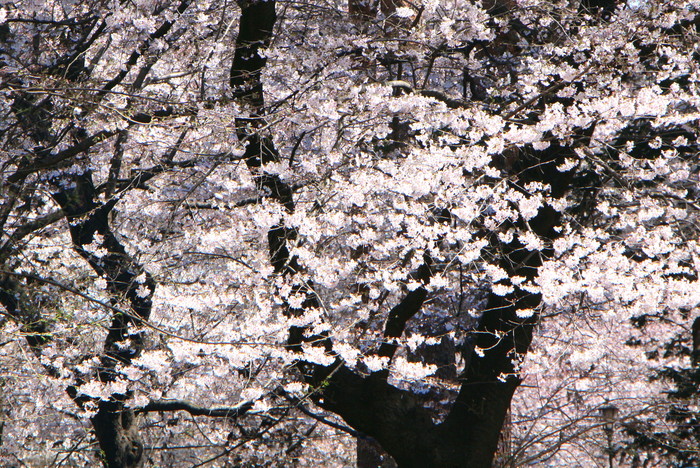 春　桜を愛でた日々_d0150720_17291650.jpg