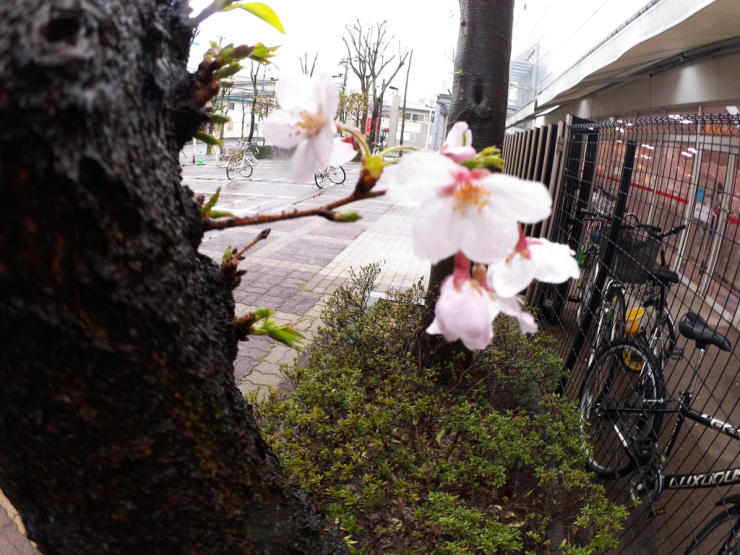 今日の桜  （４月４日）朝の月曜日_b0317723_07015666.jpg