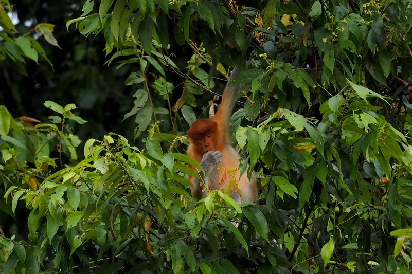 （６）テングザル / Proboscis Monkey_c0369423_21180569.jpg