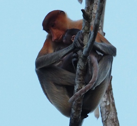 （６）テングザル / Proboscis Monkey_c0369423_21183095.jpg