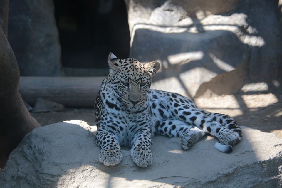 2016/03/26福岡市動物園_f0221023_18244783.jpg