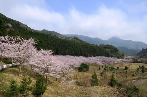 桜、満開！！＼(^o^)／_b0202125_18155085.jpg