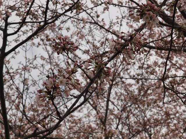 e0303726_2012547.jpg