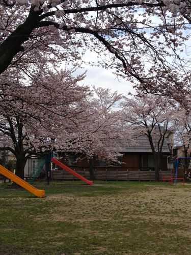 桜_b0170329_1041713.jpg