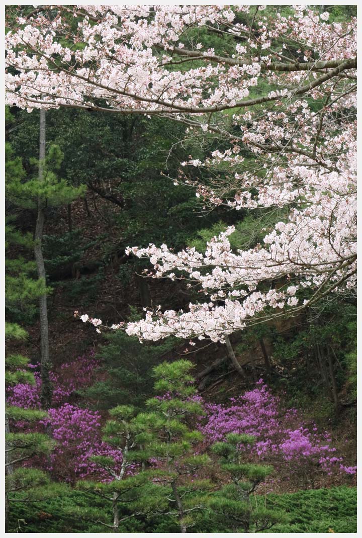 愛知県緑化センターの桜_d0339929_19281153.jpg