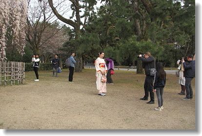 京都御苑の桜　圧巻の美_d0038630_1957636.jpg