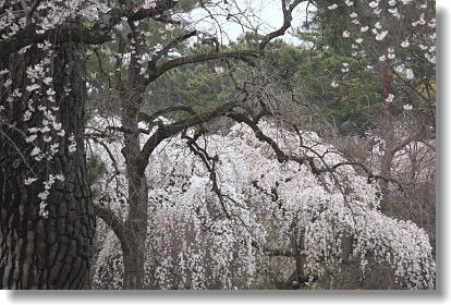 京都御苑の桜　圧巻の美_d0038630_2052384.jpg