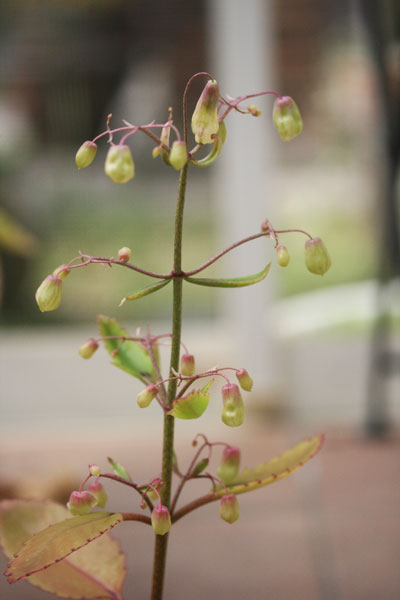 マザーリーフの花 たゆたう