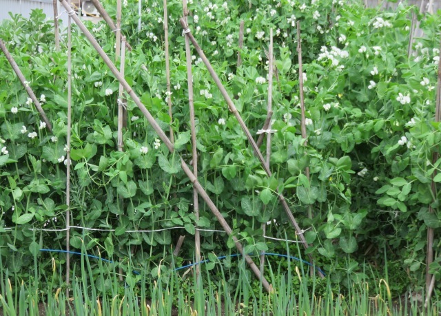 野菜の花で春爛漫に_d0323231_19523141.jpg