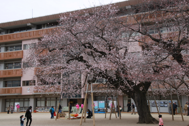 【土浦市立真鍋小学校】お花見遠足 part 1_f0348831_19573262.jpg