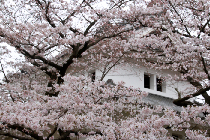 【亀城公園】お花見遠足 part 3_f0348831_22355115.jpg