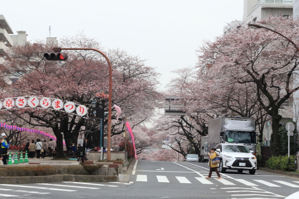 １６年桜紀行《Ⅱ》文京区播磨坂_f0229832_13152627.jpg