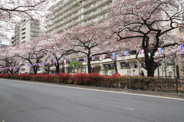 １６年桜紀行《Ⅱ》文京区播磨坂_f0229832_13243664.jpg