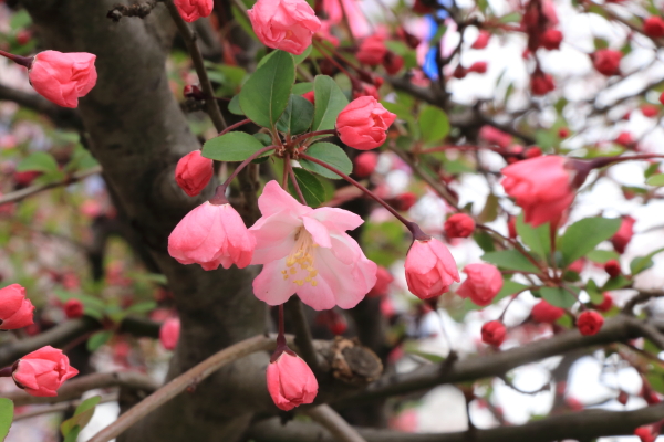 １６年桜紀行《Ⅱ》文京区播磨坂_f0229832_13283896.jpg