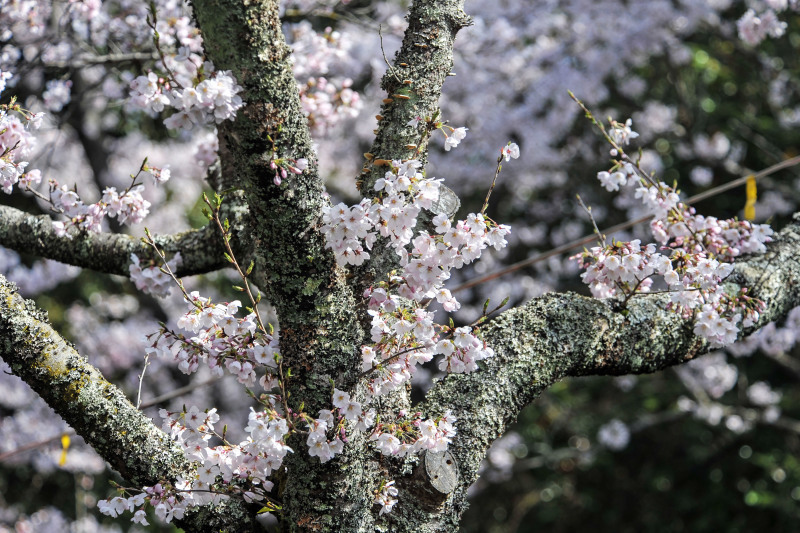 公渕公園　桜ストリート　①_d0246136_19030148.jpg