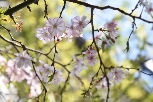 桜もそろそろ_f0302638_12174584.jpg