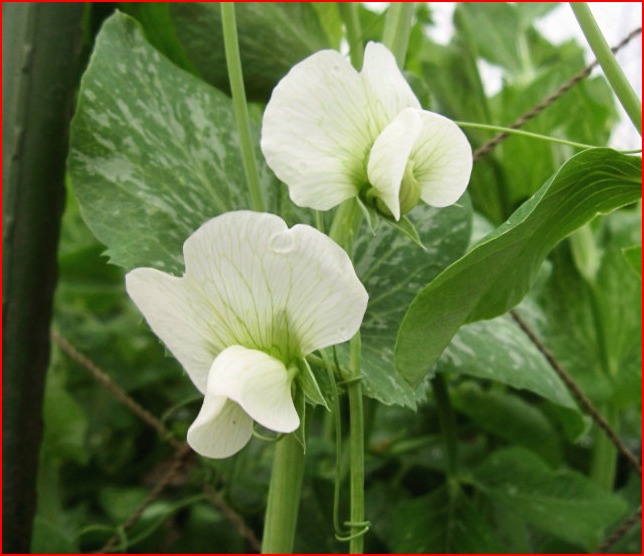 16年4月4日 月 スナップエンドウの花が咲きました やさい畑につかまって