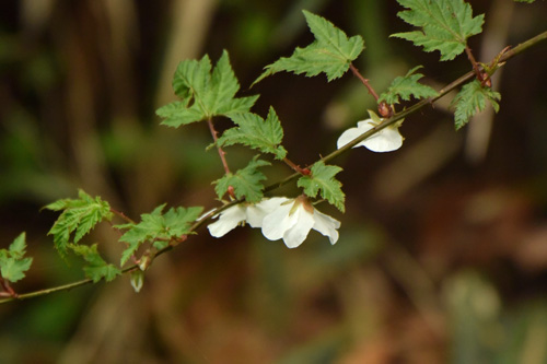 f0206939_1156757.jpg
