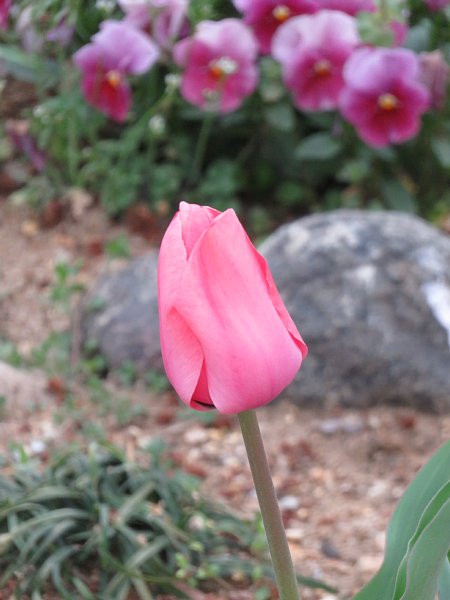 16年4月9日 なぜチューリップの花は開閉するのだろう 今日の風に吹かれましょう 16年4月9日 なぜチューリップの花は開閉するのだろう 今日の風に吹かれましょう