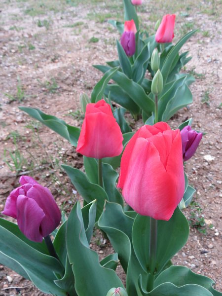 16年4月9日 なぜチューリップの花は開閉するのだろう 今日の風に吹かれましょう 16年4月9日 なぜチューリップの花は開閉するのだろう 今日の風に吹かれましょう