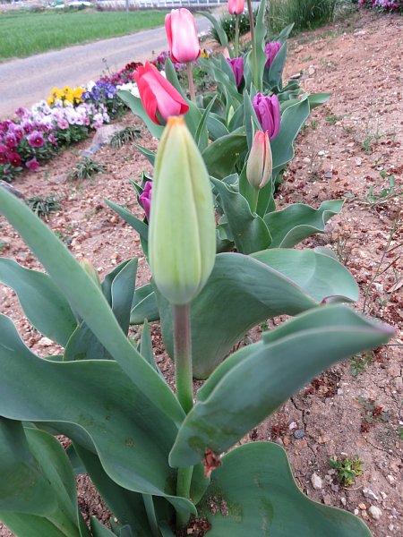 16年4月9日 なぜチューリップの花は開閉するのだろう 今日の風に吹かれましょう 16年4月9日 なぜチューリップの花は開閉するのだろう 今日の風に吹かれましょう